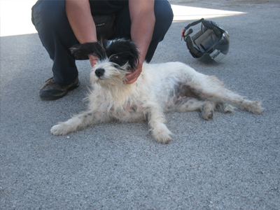 Βρέθηκε γκριφονάκι στην Βάρης- Κορωπίου